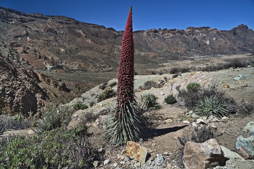 14 maggio Teide